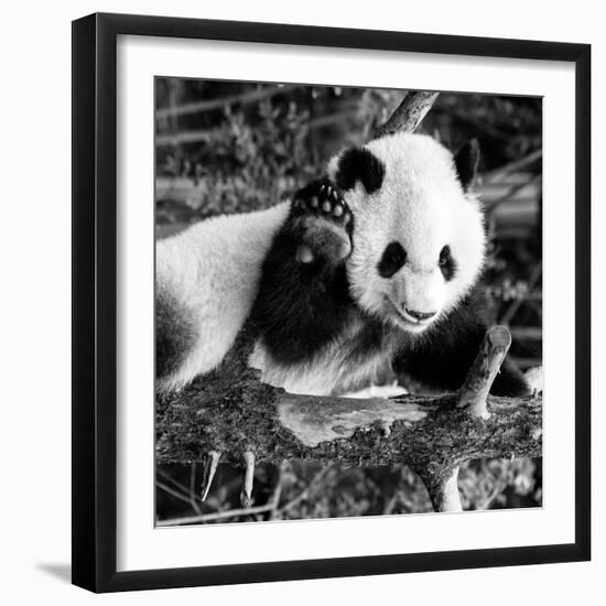 China 10MKm2 Collection - Giant Panda Baby-Philippe Hugonnard-Framed Photographic Print