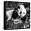 China 10MKm2 Collection - Giant Panda Baby-Philippe Hugonnard-Framed Stretched Canvas