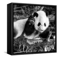 China 10MKm2 Collection - Giant Panda Baby-Philippe Hugonnard-Framed Stretched Canvas