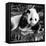 China 10MKm2 Collection - Giant Panda Baby-Philippe Hugonnard-Framed Stretched Canvas