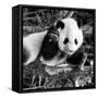 China 10MKm2 Collection - Giant Panda Baby-Philippe Hugonnard-Framed Stretched Canvas