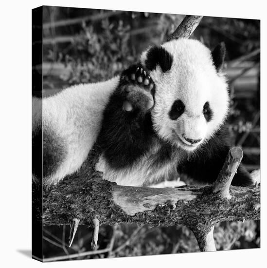 China 10MKm2 Collection - Giant Panda Baby-Philippe Hugonnard-Stretched Canvas