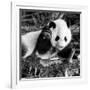 China 10MKm2 Collection - Giant Panda Baby-Philippe Hugonnard-Framed Photographic Print