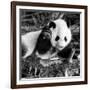 China 10MKm2 Collection - Giant Panda Baby-Philippe Hugonnard-Framed Photographic Print