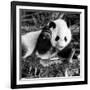 China 10MKm2 Collection - Giant Panda Baby-Philippe Hugonnard-Framed Photographic Print