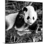 China 10MKm2 Collection - Giant Panda Baby-Philippe Hugonnard-Mounted Photographic Print