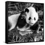 China 10MKm2 Collection - Giant Panda Baby-Philippe Hugonnard-Framed Stretched Canvas