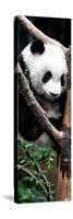 China 10MKm2 Collection - Giant Panda Baby-Philippe Hugonnard-Stretched Canvas