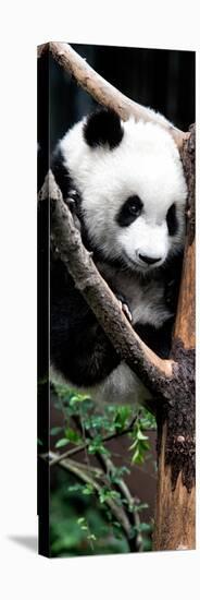 China 10MKm2 Collection - Giant Panda Baby-Philippe Hugonnard-Stretched Canvas