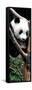 China 10MKm2 Collection - Giant Panda Baby-Philippe Hugonnard-Framed Stretched Canvas