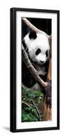 China 10MKm2 Collection - Giant Panda Baby-Philippe Hugonnard-Framed Photographic Print