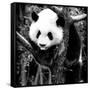 China 10MKm2 Collection - Giant Panda Baby-Philippe Hugonnard-Framed Stretched Canvas