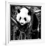 China 10MKm2 Collection - Giant Panda Baby-Philippe Hugonnard-Framed Photographic Print