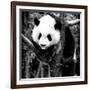 China 10MKm2 Collection - Giant Panda Baby-Philippe Hugonnard-Framed Photographic Print