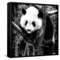 China 10MKm2 Collection - Giant Panda Baby-Philippe Hugonnard-Framed Stretched Canvas