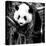 China 10MKm2 Collection - Giant Panda Baby-Philippe Hugonnard-Stretched Canvas