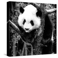 China 10MKm2 Collection - Giant Panda Baby-Philippe Hugonnard-Stretched Canvas