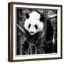 China 10MKm2 Collection - Giant Panda Baby-Philippe Hugonnard-Framed Photographic Print