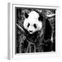 China 10MKm2 Collection - Giant Panda Baby-Philippe Hugonnard-Framed Photographic Print