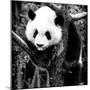 China 10MKm2 Collection - Giant Panda Baby-Philippe Hugonnard-Mounted Photographic Print