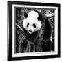 China 10MKm2 Collection - Giant Panda Baby-Philippe Hugonnard-Framed Photographic Print