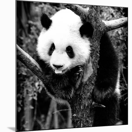 China 10MKm2 Collection - Giant Panda Baby-Philippe Hugonnard-Mounted Photographic Print