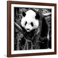 China 10MKm2 Collection - Giant Panda Baby-Philippe Hugonnard-Framed Photographic Print