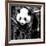 China 10MKm2 Collection - Giant Panda Baby-Philippe Hugonnard-Framed Photographic Print