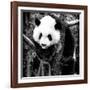 China 10MKm2 Collection - Giant Panda Baby-Philippe Hugonnard-Framed Photographic Print