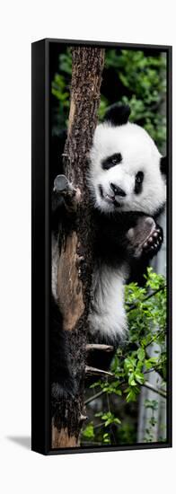 China 10MKm2 Collection - Giant Panda Baby-Philippe Hugonnard-Framed Stretched Canvas