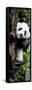 China 10MKm2 Collection - Giant Panda Baby-Philippe Hugonnard-Framed Stretched Canvas