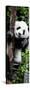 China 10MKm2 Collection - Giant Panda Baby-Philippe Hugonnard-Stretched Canvas