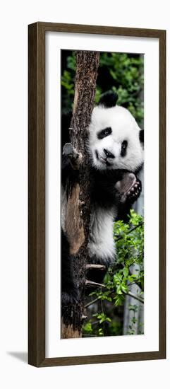 China 10MKm2 Collection - Giant Panda Baby-Philippe Hugonnard-Framed Photographic Print