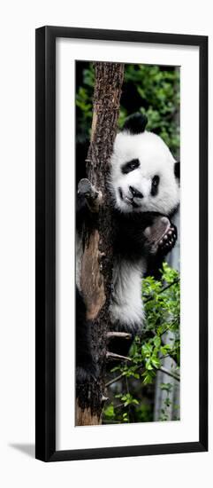 China 10MKm2 Collection - Giant Panda Baby-Philippe Hugonnard-Framed Photographic Print