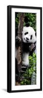 China 10MKm2 Collection - Giant Panda Baby-Philippe Hugonnard-Framed Photographic Print