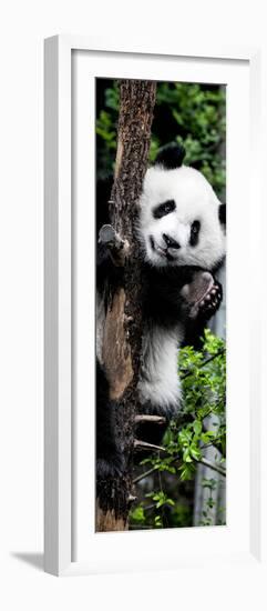 China 10MKm2 Collection - Giant Panda Baby-Philippe Hugonnard-Framed Photographic Print