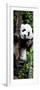 China 10MKm2 Collection - Giant Panda Baby-Philippe Hugonnard-Framed Photographic Print