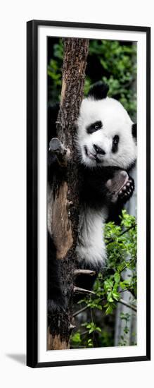 China 10MKm2 Collection - Giant Panda Baby-Philippe Hugonnard-Framed Photographic Print