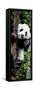 China 10MKm2 Collection - Giant Panda Baby-Philippe Hugonnard-Framed Stretched Canvas