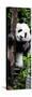 China 10MKm2 Collection - Giant Panda Baby-Philippe Hugonnard-Stretched Canvas