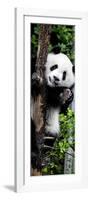 China 10MKm2 Collection - Giant Panda Baby-Philippe Hugonnard-Framed Photographic Print