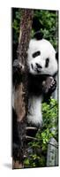 China 10MKm2 Collection - Giant Panda Baby-Philippe Hugonnard-Mounted Photographic Print