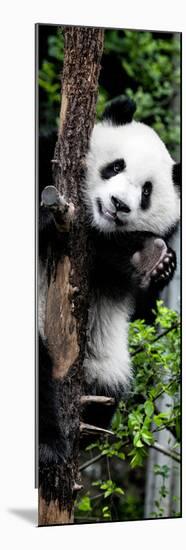 China 10MKm2 Collection - Giant Panda Baby-Philippe Hugonnard-Mounted Photographic Print