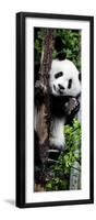 China 10MKm2 Collection - Giant Panda Baby-Philippe Hugonnard-Framed Premium Photographic Print