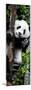 China 10MKm2 Collection - Giant Panda Baby-Philippe Hugonnard-Mounted Premium Photographic Print