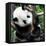China 10MKm2 Collection - Giant Panda Baby-Philippe Hugonnard-Framed Stretched Canvas