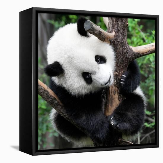 China 10MKm2 Collection - Giant Panda Baby-Philippe Hugonnard-Framed Stretched Canvas