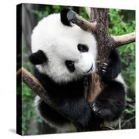 China 10MKm2 Collection - Giant Panda Baby-Philippe Hugonnard-Stretched Canvas