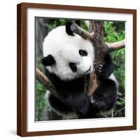 China 10MKm2 Collection - Giant Panda Baby-Philippe Hugonnard-Framed Photographic Print