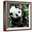 China 10MKm2 Collection - Giant Panda Baby-Philippe Hugonnard-Framed Photographic Print